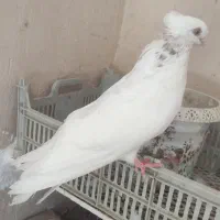 کبوتر سفید چشم نوک سفید|پرنده|شاهین دژ, |دیوار