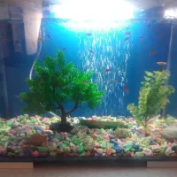 ماهی و اکواریوم