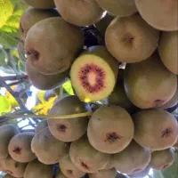 فروش کیوی خونی گیلان درجه یک صادراتی