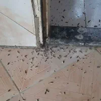 کلیه خدمات باغبانی سمپاشی تعویض گلدان سمپاشی سوسک|خدمات باغبانی و درختکاری|تهران, الهیه|دیوار