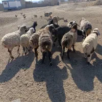 فروش گوسفند داشتی