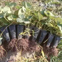 نهال توت فرنگی از کردستان شهر مریوان