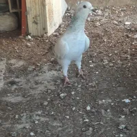 کبوتر شامی