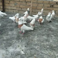 کبوتر|پرنده|ایلام, |دیوار