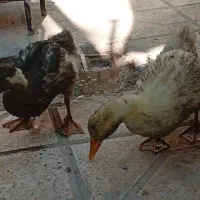 دو عدد جوجه اردک ۴ ماهه|حیوانات مزرعه|داراب, |دیوار