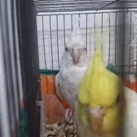 جفت مولد عروس هلندی|پرنده|شریف‌آباد, |دیوار