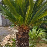 سیکاس وکاج موطبق وگلهای خانگی