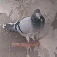 کبوتر شهری بدرنگ سبز نر|پرنده|کازرون, |دیوار