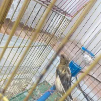 قناری|پرنده|مسجد سلیمان, |دیوار