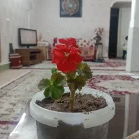 گل‌های شمعدونی قرمز