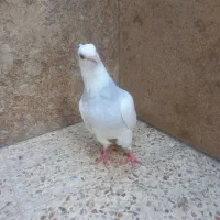 ماده طوقی|پرنده|رابر, |دیوار