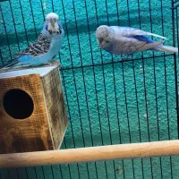 مرغعشق انگلیسی مولد|پرنده|قائمشهر, |دیوار