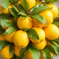 آبلیمو و آبغوره رب  گوجه گیری و سبزی خردکنی|خوردنی و آشامیدنی|اصفهان, باتون|دیوار