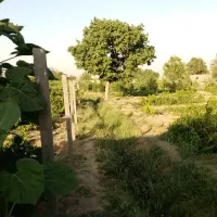 باغ انگور و درخت میوه