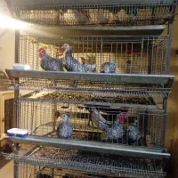 تخم نطفه دارمرغ مینیاتوری|حیوانات مزرعه|پاکدشت, پاکدشت (مامازند)|دیوار