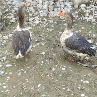 فروش غاز|حیوانات مزرعه|داراب, |دیوار