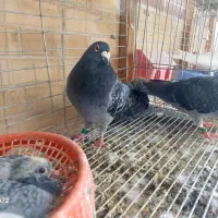 پلاکی نشسته با مدرک|پرنده|اصفهان, سلطان‌آباد|دیوار