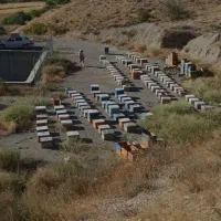 عسل آویشن خار شتر شیره انگور