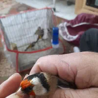 سهره های چارگل منطقه کردستان|پرنده|مشهد, رده|دیوار