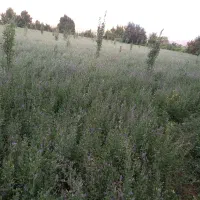 کاه یونجه|لوازم جانبی حیوانات|یاسوج, |دیوار