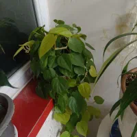 انواع گل پتوس.بنجامین .اریکا|گل و گیاه طبیعی|سهند, |دیوار