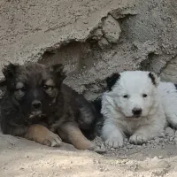 سگ افغان اصیل ماده|سگ|کرج, انبار مپنا|دیوار