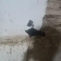 طوق سفید نر مست اسباب بازی پرنده