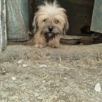 یه جفت سگ‌نرو ماده شیتزو|سگ|گنبد کاووس, |دیوار