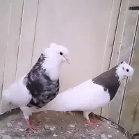 نرو ماده کبوتر طوقی کاکل عروسک کرمانشاهی