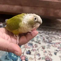 طوطی گرینچیک