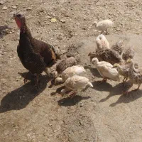 جوجه بوقلمون محلی ۴۵ روزه با مادر