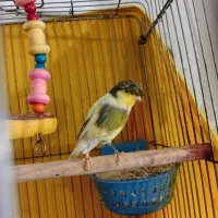 قناری نر گلدستر