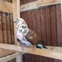 کبوتر ماده