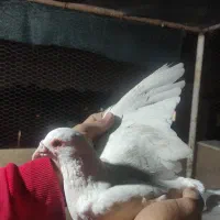 کفتره پلاکی|پرنده|اصفهان, شهرک کوثر|دیوار