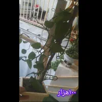 انواع گل،گل دلبر،شمعدانی،قاشقی،عروس وناز|گل و گیاه طبیعی|هشتگرد, تهران دشت|دیوار