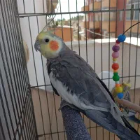 عروس هلندی|پرنده|محمدشهر, شهرک پیام (مهرالبرز)|دیوار