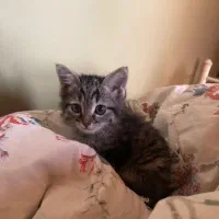 واگذاری بچه گربه ۲ماهه