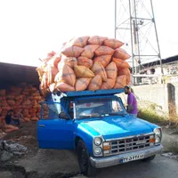 پوست بادام زمینی خشک درجه 1 و تولید روز|خدمات باغبانی و درختکاری|آستانه اشرفیه, |دیوار