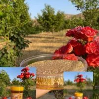 عسل مهاباد