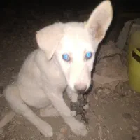 توله