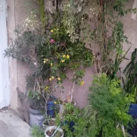 تعداد زیادی گل طبیعی حراج شد با تخفیف|گل و گیاه طبیعی|شیراز, سایت اداری|دیوار