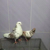 دوعدد کفتر پرشی|پرنده|تهران, هاشم‌آباد|دیوار