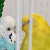 مرغ عشق|پرنده|اردبیل, |دیوار