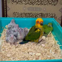 خورشیدی / ملنگو / گرینچیک