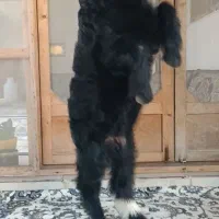 فروش بز نر سالم