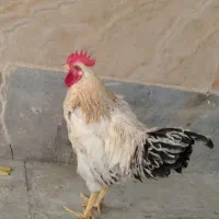 خروس فروشی