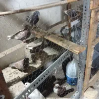 تعداد 14 عدد کبوتر