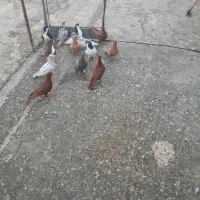 کبوتر|پرنده|تاکستان, |دیوار