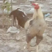 خروس لاری جوان