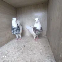 کبوتر طوقی|پرنده|محمدشهر, کوی بهار|دیوار
